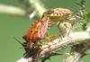 Carpocoris purpureipennis